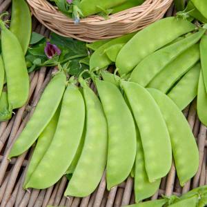 Pois Mangetout Carouby de Maussane - 20 m